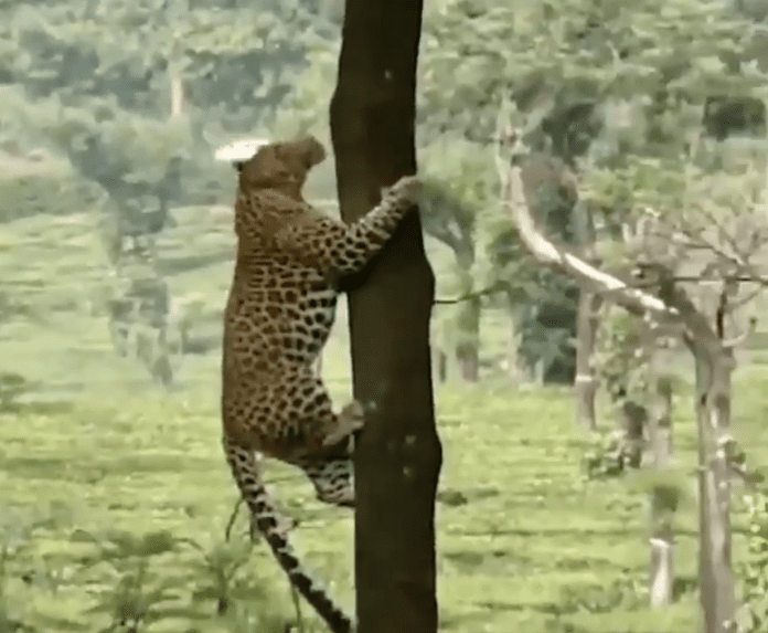 Viral video: Leopard climbs tree like a pro