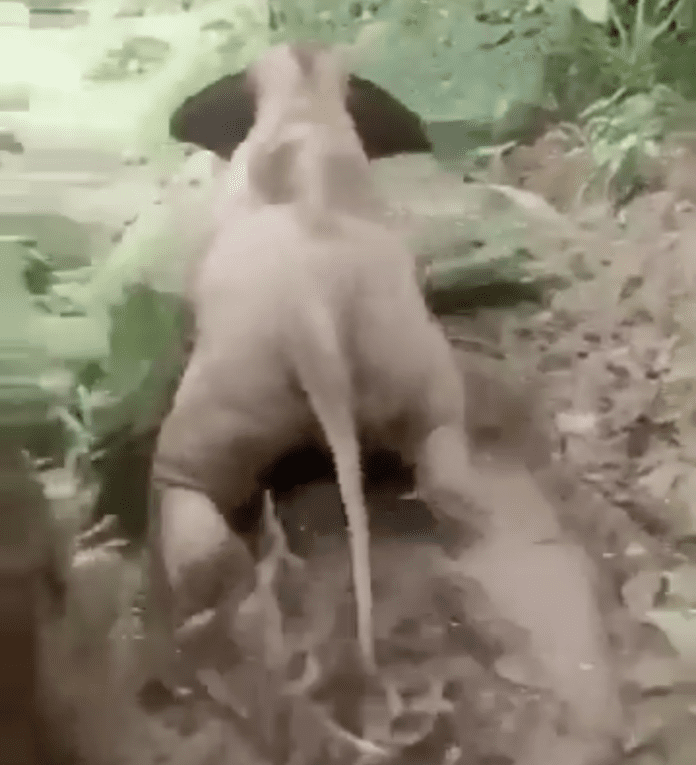 Elephant calf takes a shortcut, video goes viral