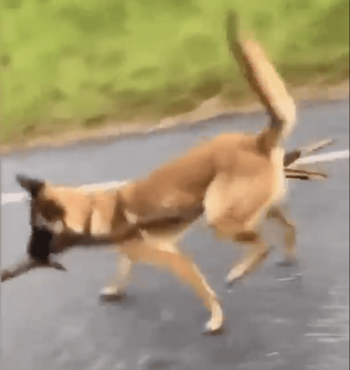 Watch this Dog's innovative idea how to carry wooden stick