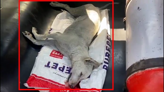 Viral video- Dog beaten to death in Mumbai's Goregaon for tearing car's seat cover.mp4