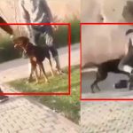 Dog attacks youths for beating it with a stick