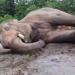 Elephant enjoys mud spa at Oregon zoo