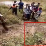 12-feet-long crocodile rescued by locals in Maharashtra’s Sangli