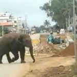 Elephant stray into residential area in Karnataka's Chikmagalur