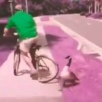 Instant karma: Man tries to scare away goose, gets his cycle rim damaged
