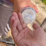 Wildfire survivor butterfly drinks water out of aid worker's palmEyewitness video shows butterfly drinking water out of aid worker's palm in Turkey's wildfire zone.