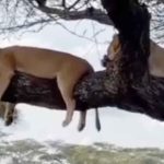 Lion family takes rest on tree after heavy meal