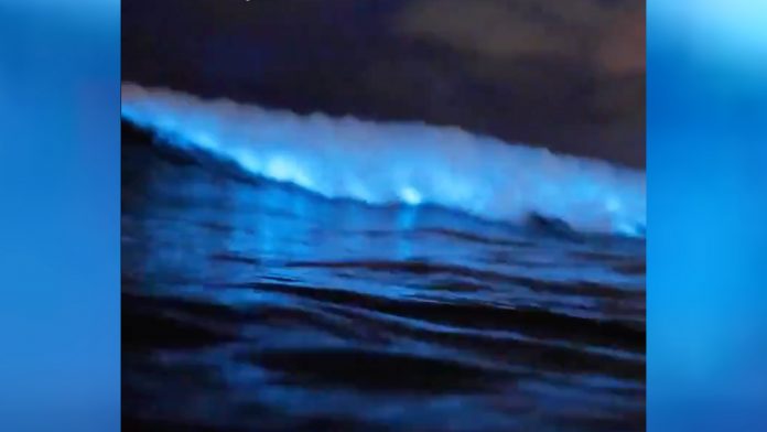 Beachgoers marveled at the bioluminescent waves at Sydney's Freshwater Beach, as they glowed and crashed on the shore