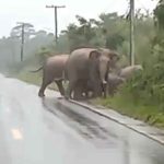 Elephant shows 'Thank You' gesture after the herd crosses the roa