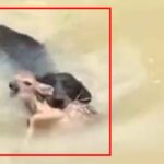 Dog saves baby deer from drowning