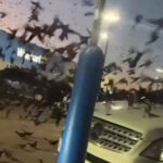 Crows party outside Walmart store