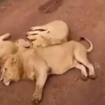 Lions lie down in the path of tourist vehicles in Africa