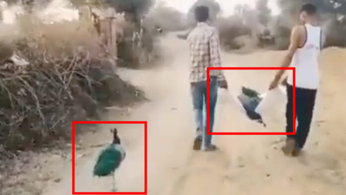 Viral video: Peacock chases men taking away its dead partner for cremation