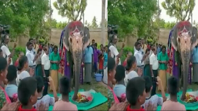 Akila the temple elephant celebrates her twentieth birthday with a feast of fruits