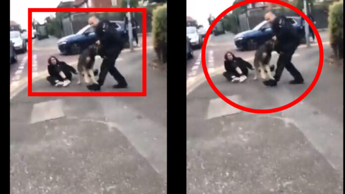 WATCH: Police dog biting innocent lady in Sutton
