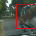 Watch: Leopard on run injures 13 in Assam’s Jorhat; jumps over fence, attacks car in horrifying video