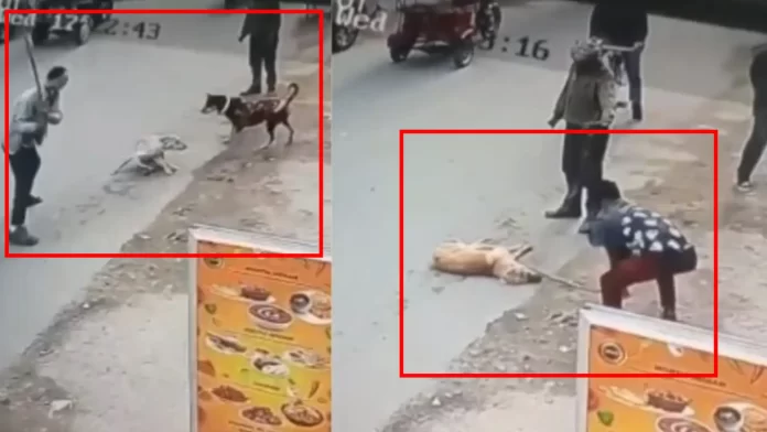 Speaking Up for the Voiceless: The Street Dog that Was Beaten to Death in Delhi