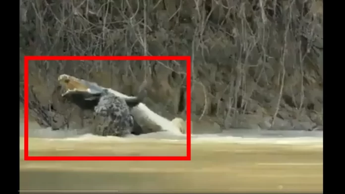 The fierce battle: Jaguar vs. Crocodile video goes viral