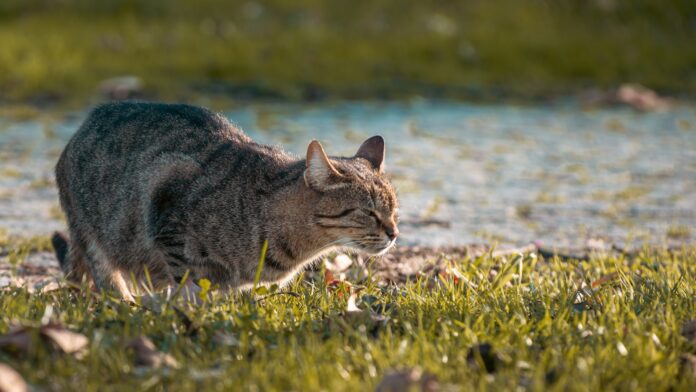 a cat walking in the grass near a body of water